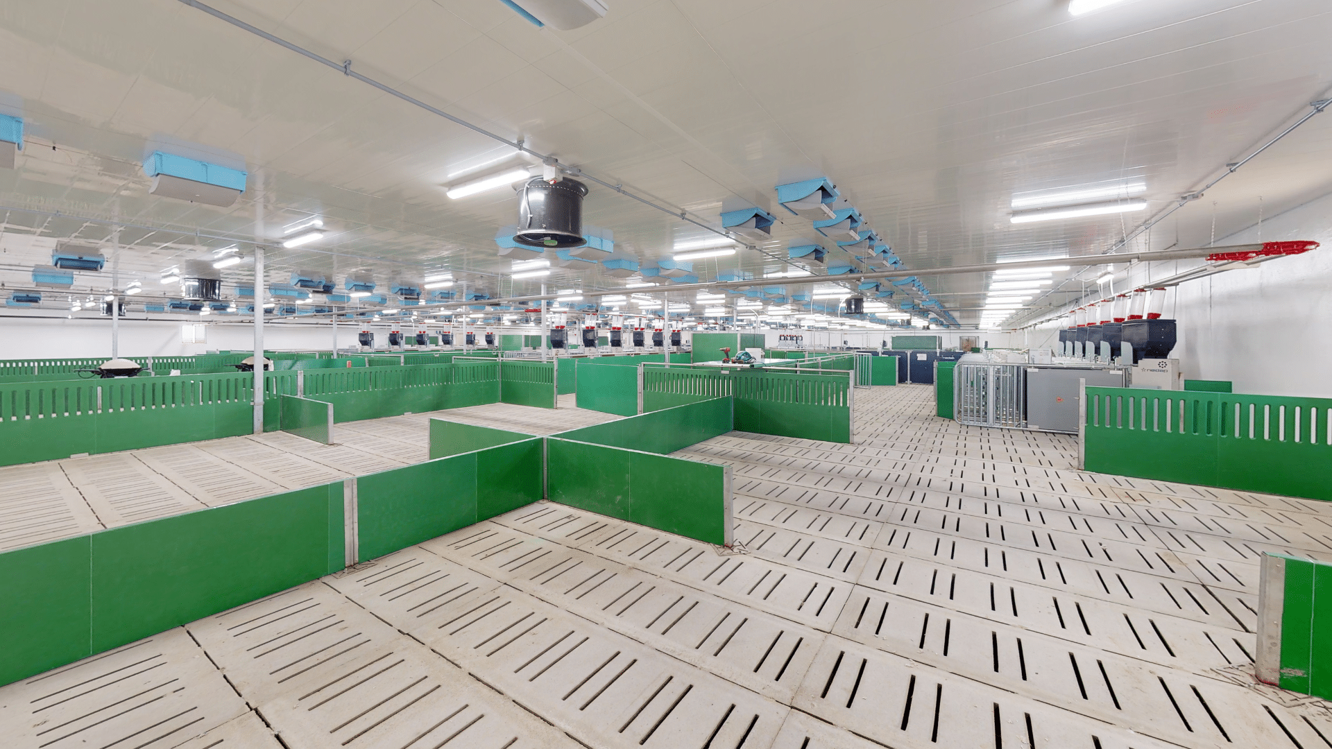 Interior view of a modern hog barn with green pens and slatted floors, equipped with advanced ventilation and feeding systems