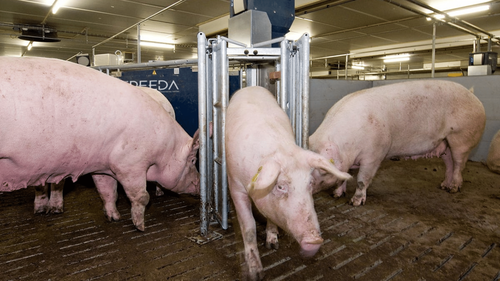 Pigs feeding in a modern, well-equipped farm facility.