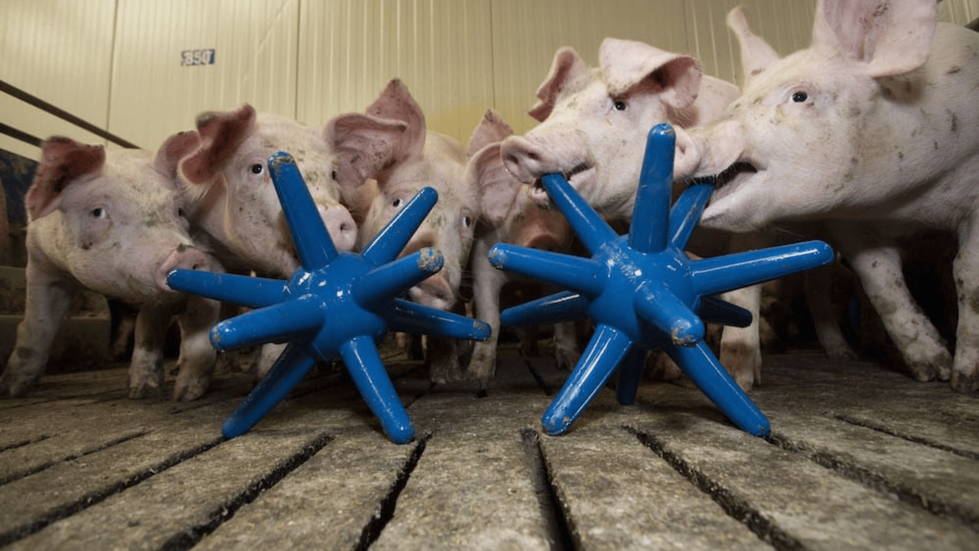 A group of pigs playing with blue, star-shaped enrichment toys on the floor of a barn.