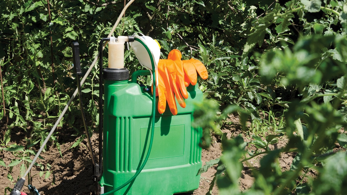 A green pesticide sprayer and orange protective gloves placed in a garden, surrounded by lush plants.